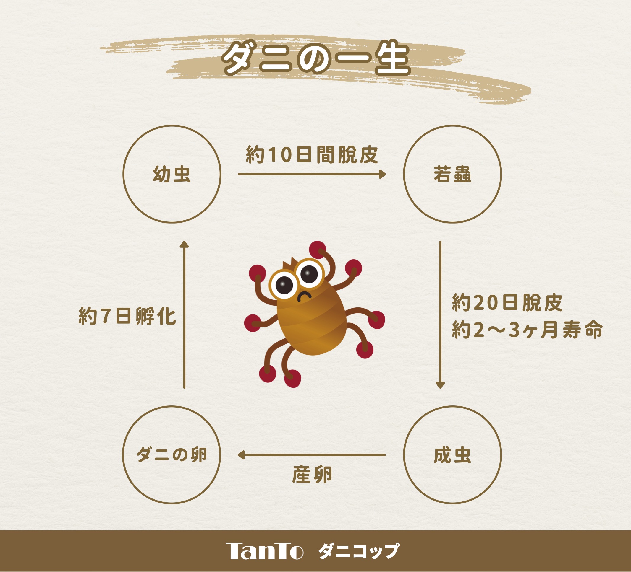 ダニの一生
