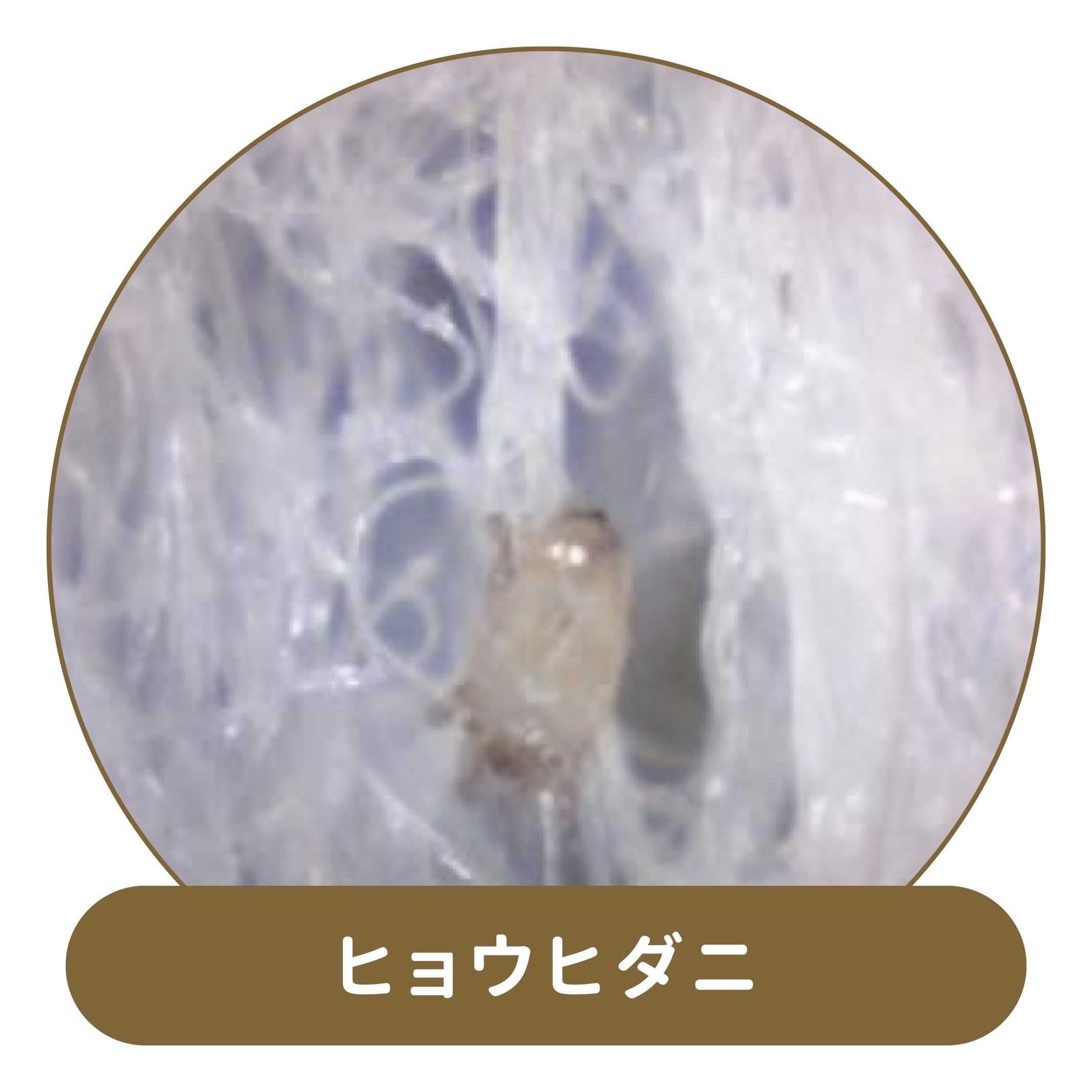 ヒョウヒダニ