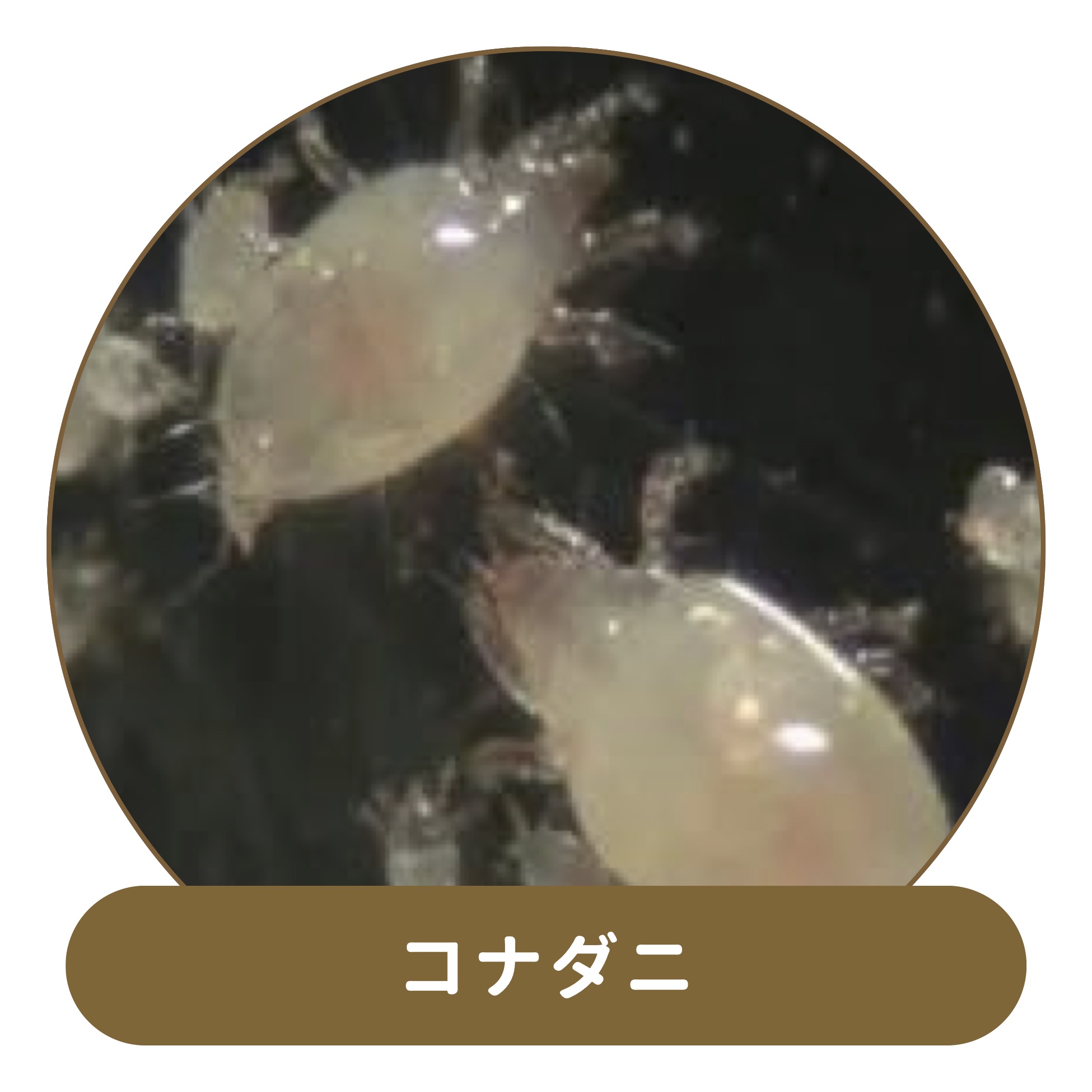 コナダニ