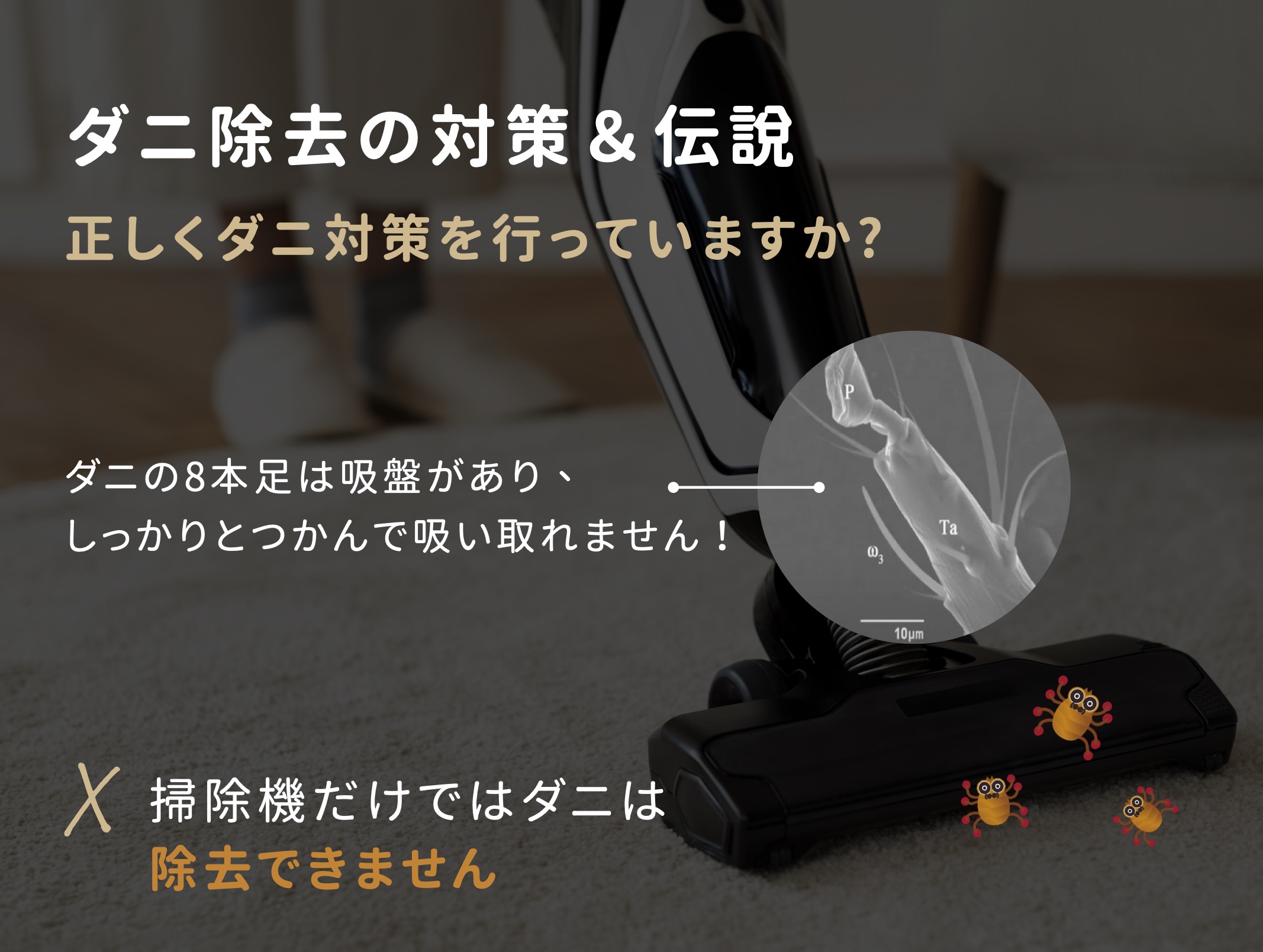 ダニ除去の対策＆伝説