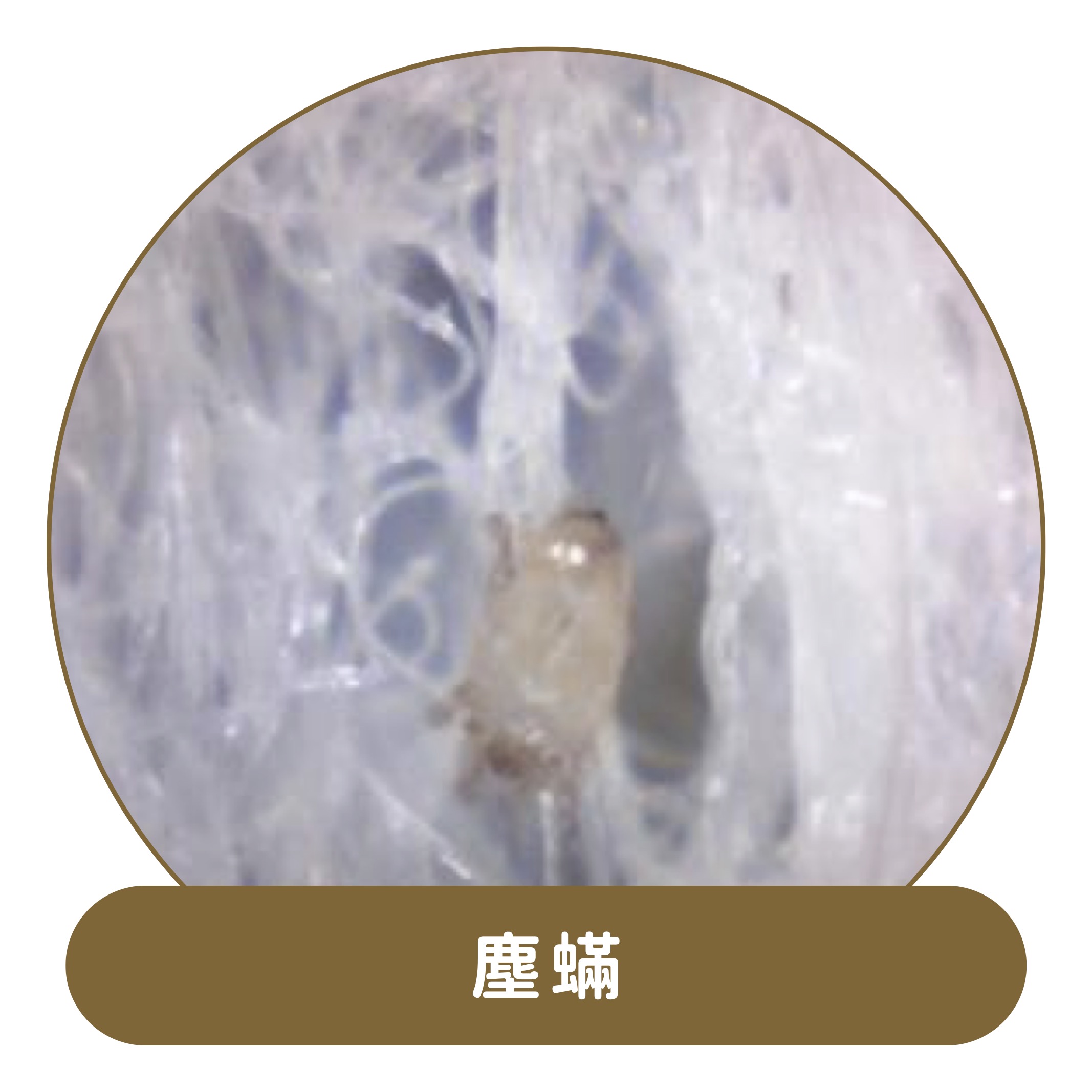 塵蟎捕快＋塵蟎