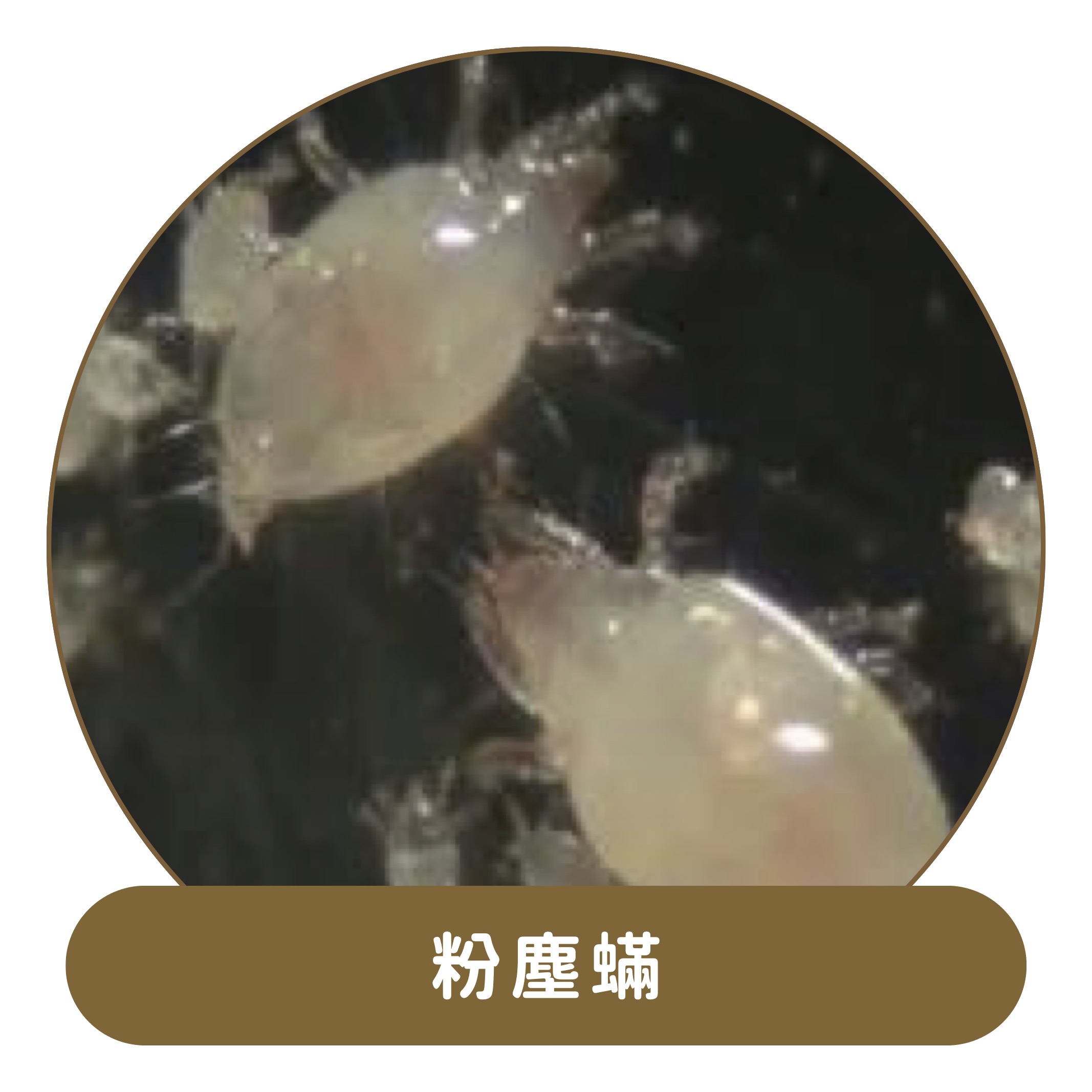 塵蟎捕快＋粉塵蟎