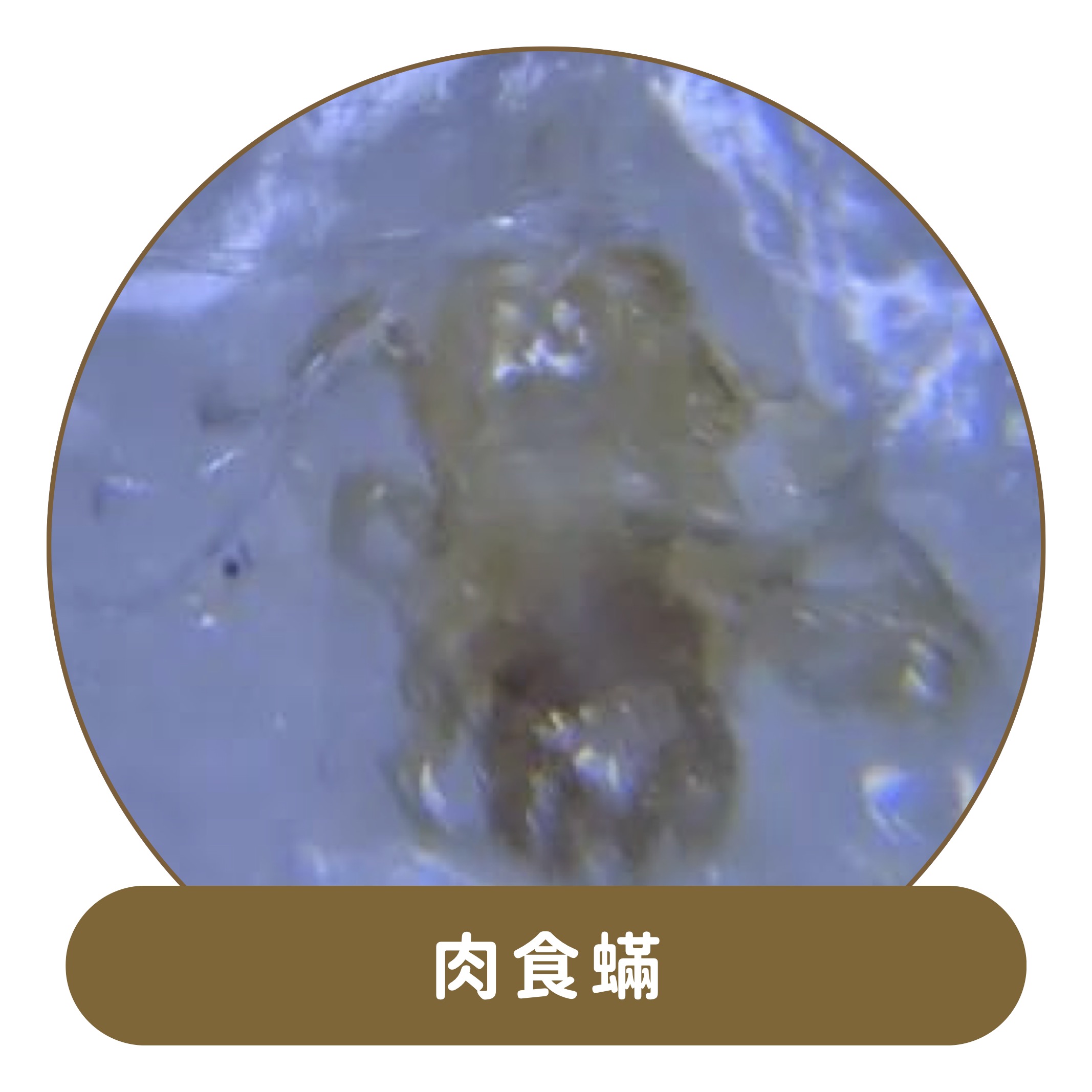 塵蟎捕快＋粉塵蟎